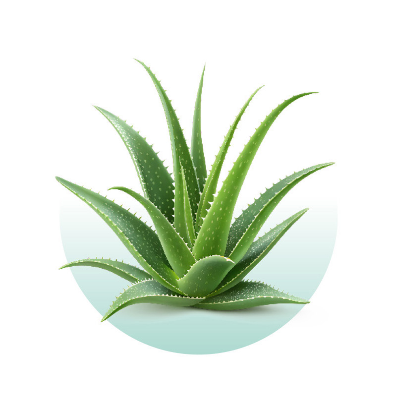 Aloe Vera – wyciąg kojąco-nawilżający