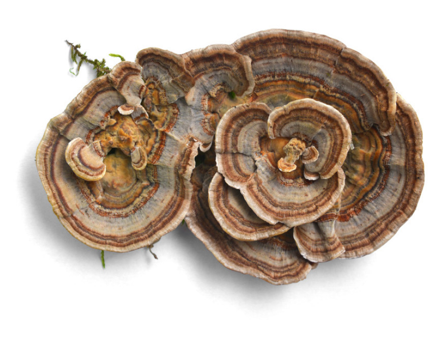 Wrośniak różnobarwny (Coriolus versicolor)