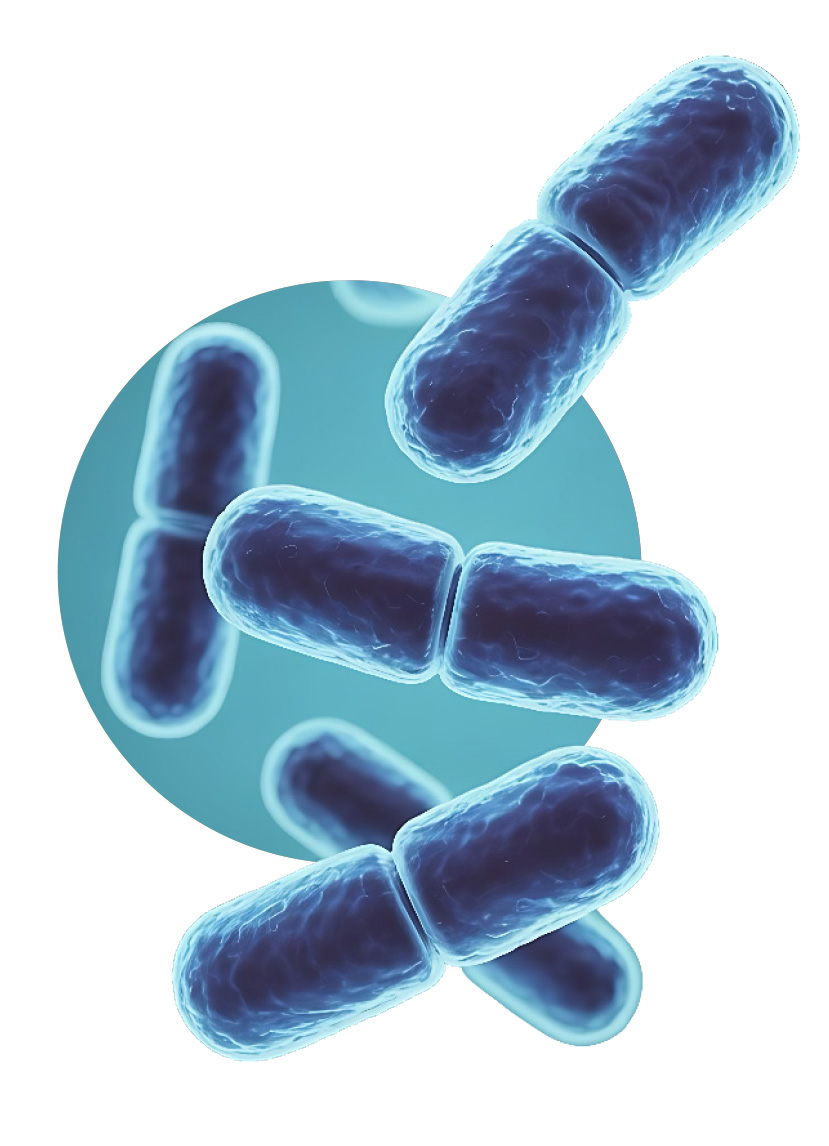 Bakterie Lactobacillus – mikroflora pochwy