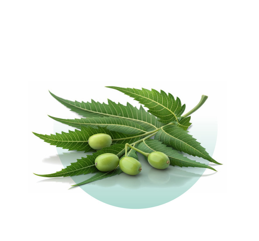 Miodla indyjska – Neem